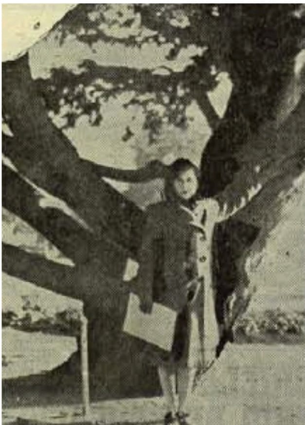 Laura Rodig 1951 en el árbol que plantó Mistral en 1919.